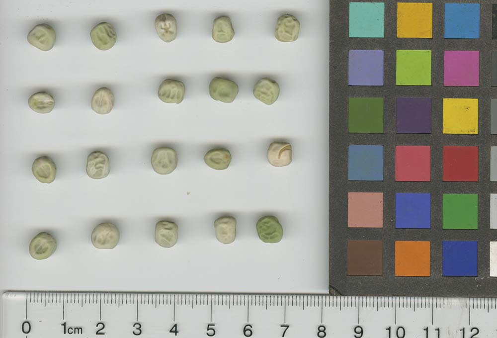 Click for 1 image(s) for this accession. SEED