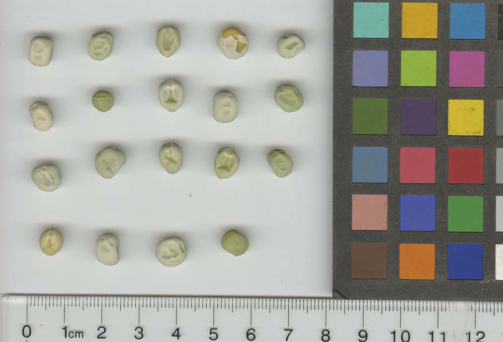 Click for 1 image(s) for this accession. SEED
