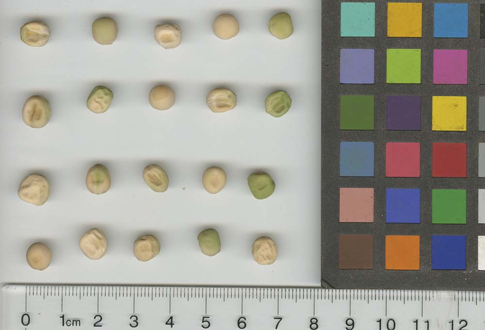 Click for 1 image(s) for this accession. SEED