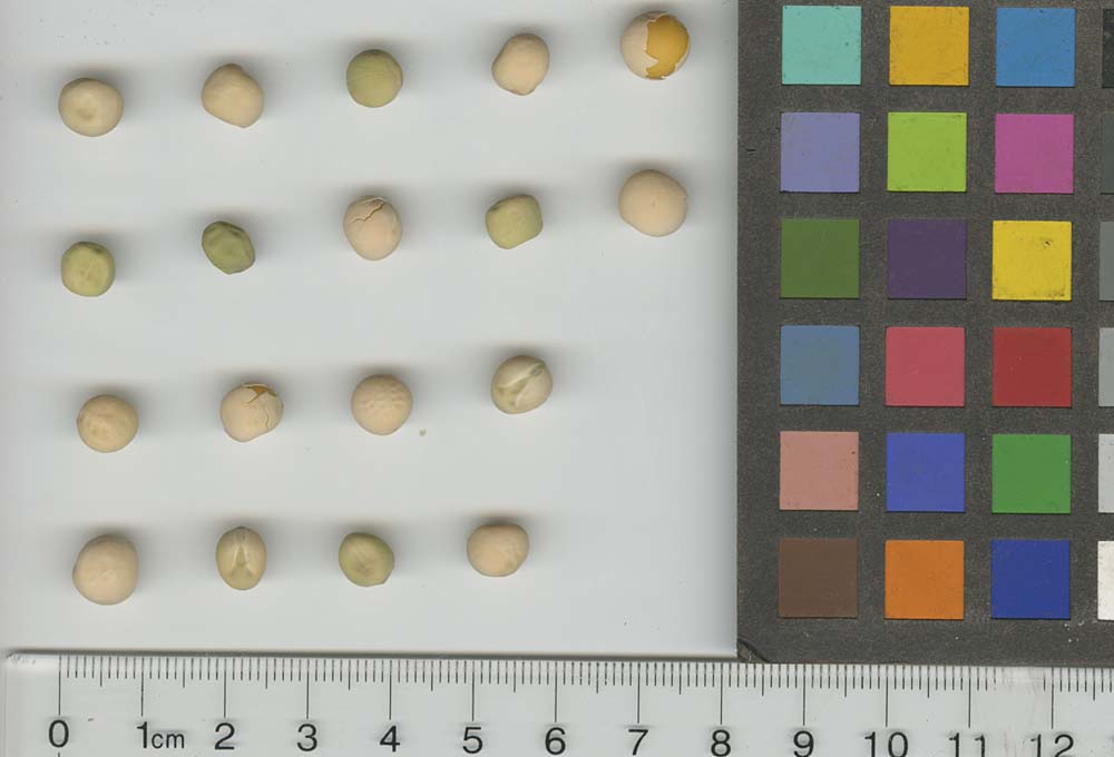 Click for 1 image(s) for this accession. SEED