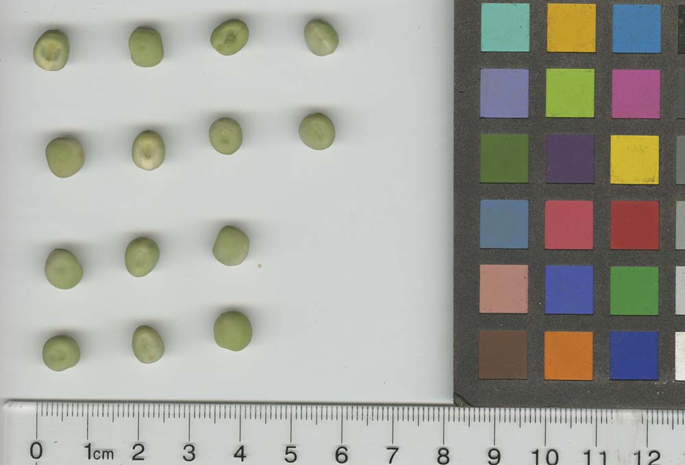 Click for 1 image(s) for this accession. SEED