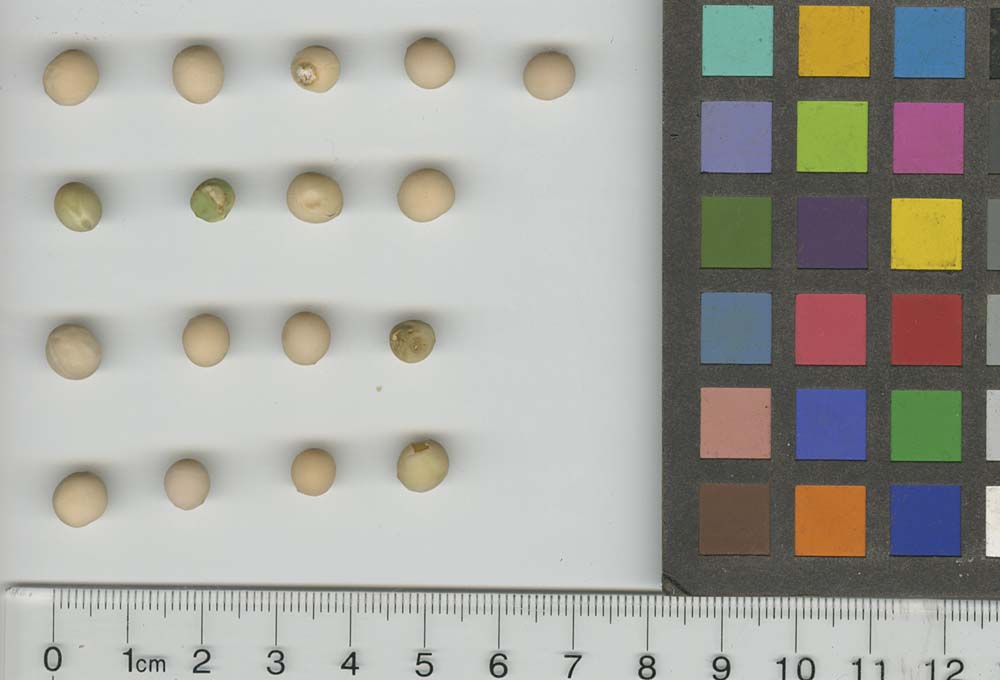 Click for 1 image(s) for this accession. SEED