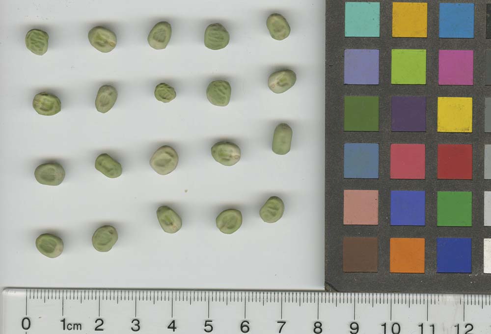 Click for 1 image(s) for this accession. SEED
