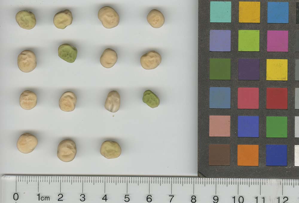 Click for 1 image(s) for this accession. SEED