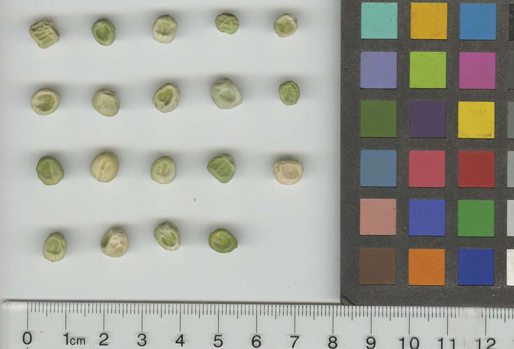 Click for 1 image(s) for this accession. SEED