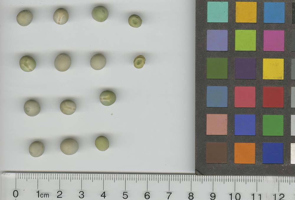 Click for 1 image(s) for this accession. SEED