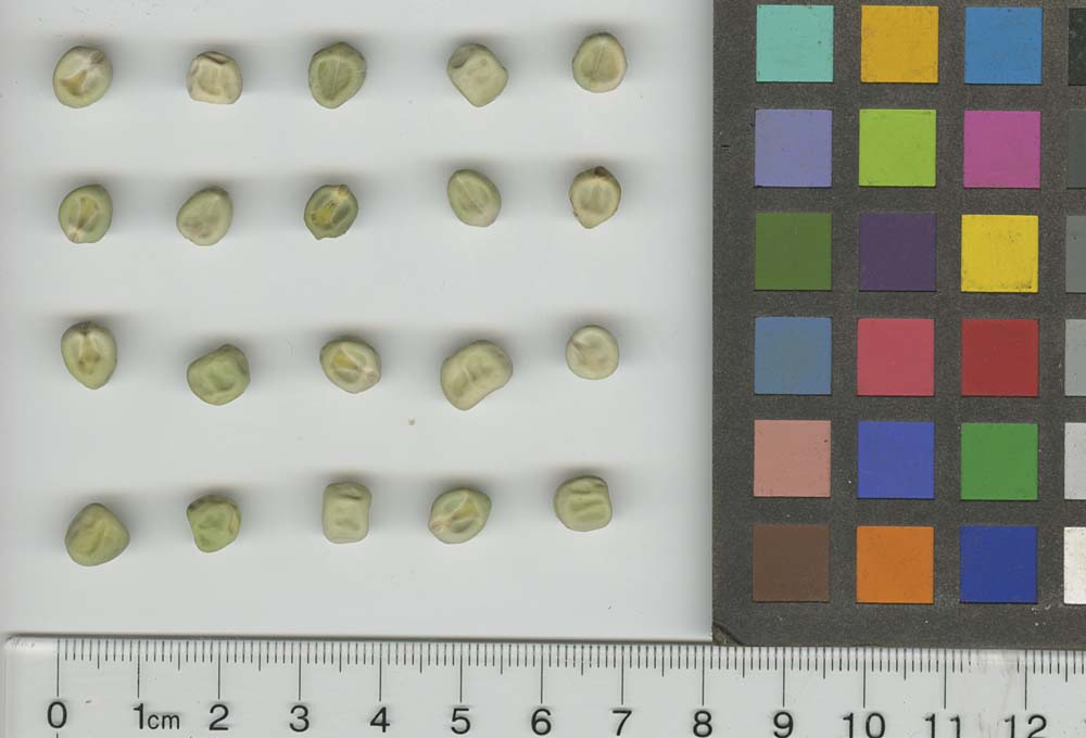 Click for 1 image(s) for this accession. SEED