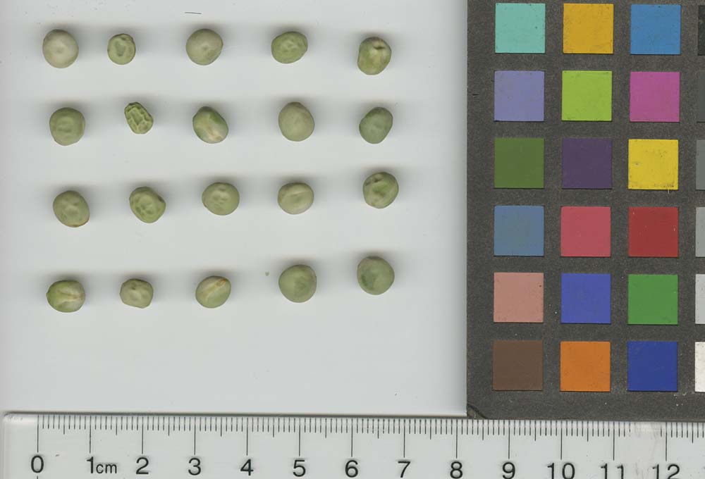 Click for 1 image(s) for this accession. SEED