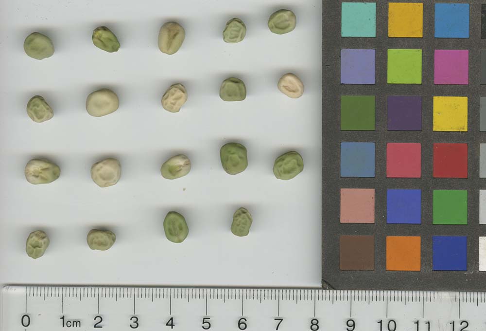 Click for 1 image(s) for this accession. SEED