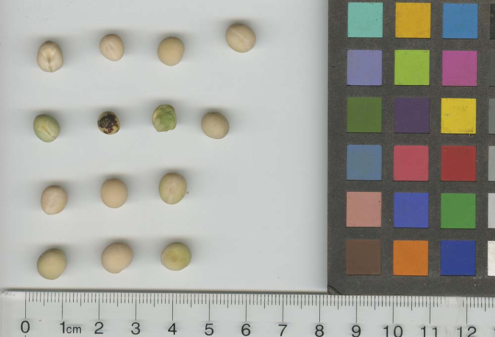 Click for 1 image(s) for this accession. SEED