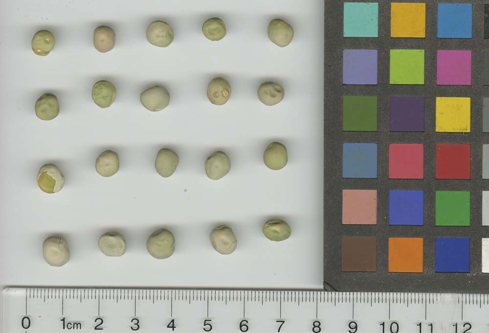 Click for 1 image(s) for this accession. SEED