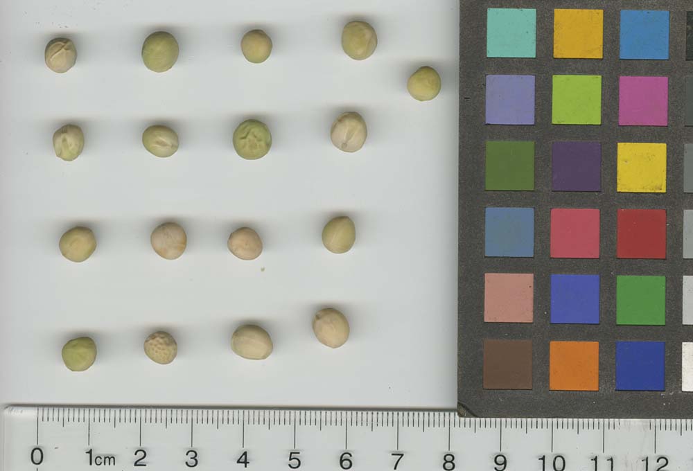 Click for 1 image(s) for this accession. SEED