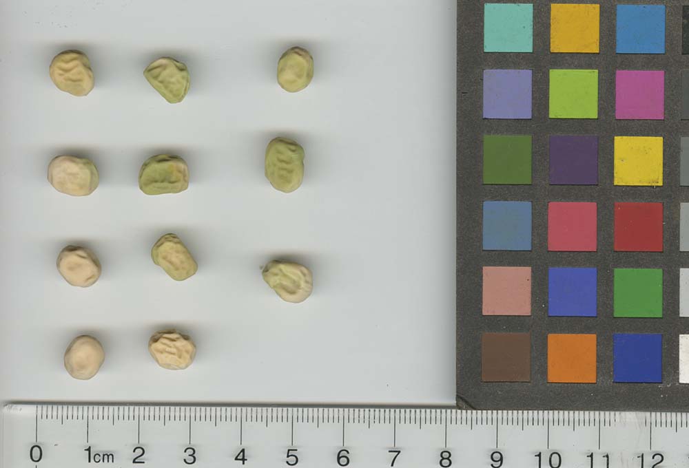 Click for 1 image(s) for this accession. SEED