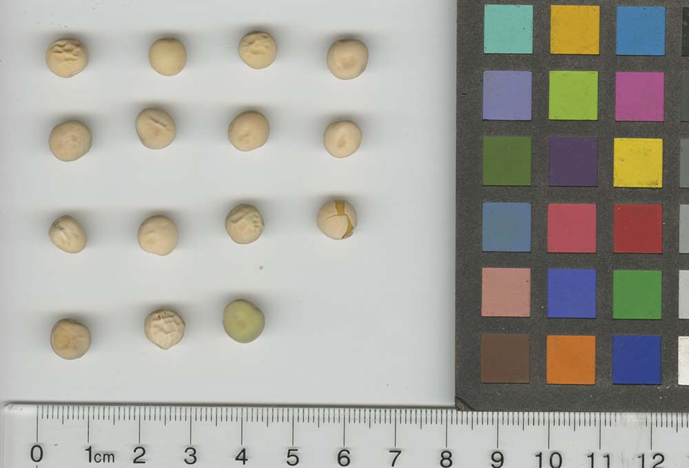 Click for 1 image(s) for this accession. SEED