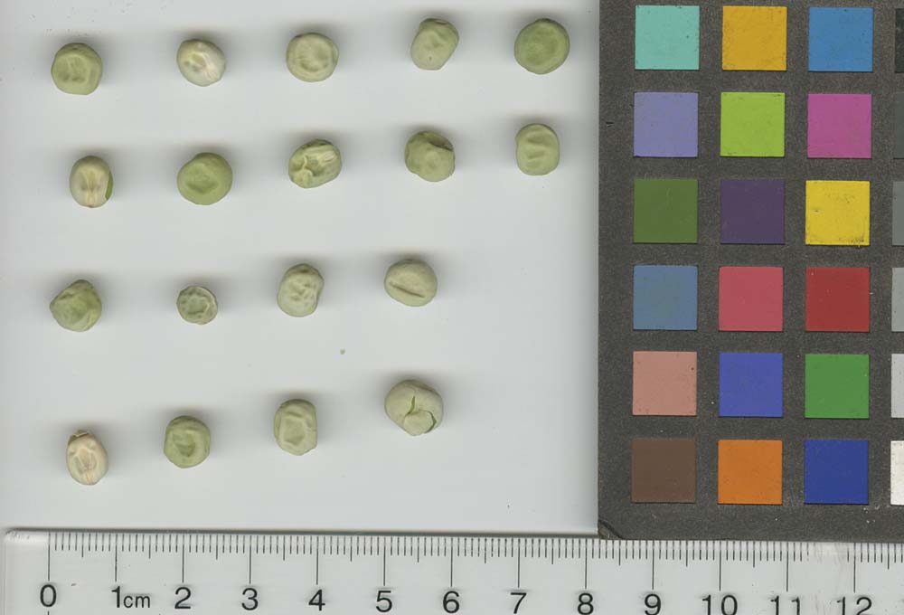 Click for 1 image(s) for this accession. SEED