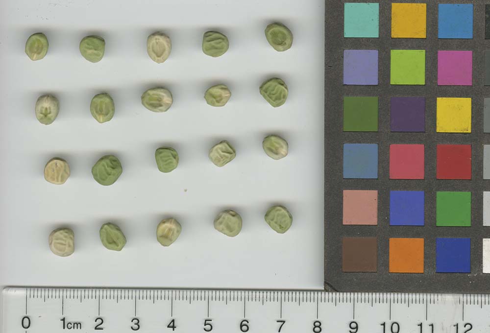 Click for 1 image(s) for this accession. SEED