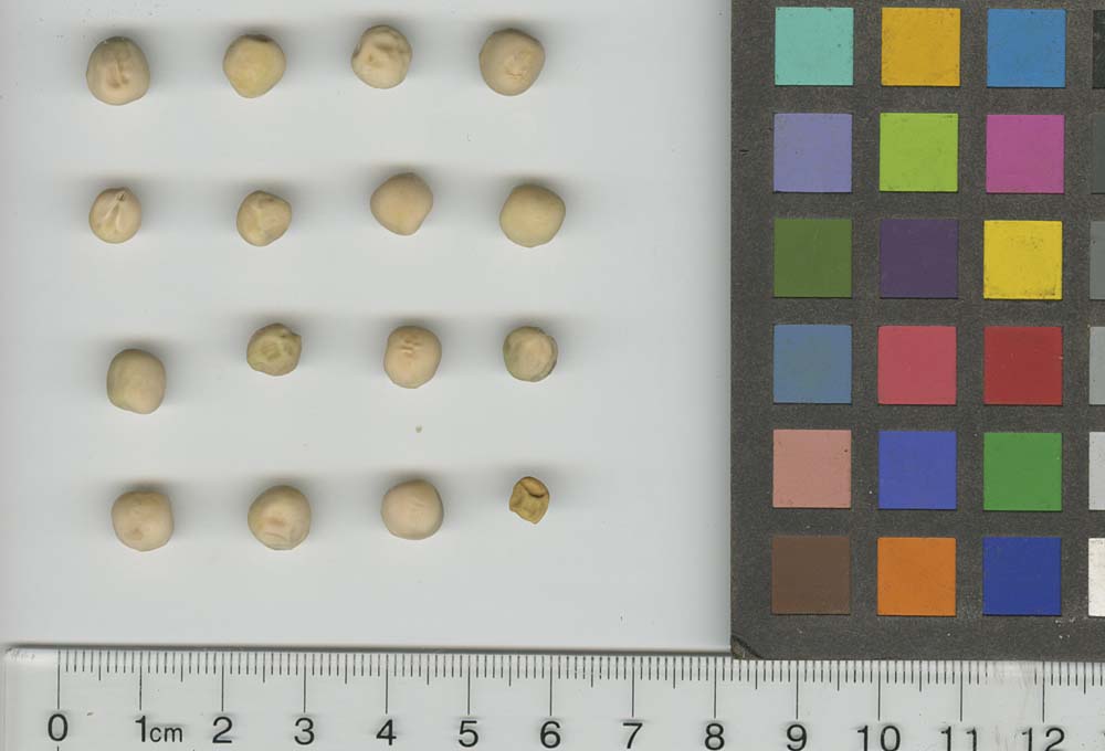 Click for 1 image(s) for this accession. SEED