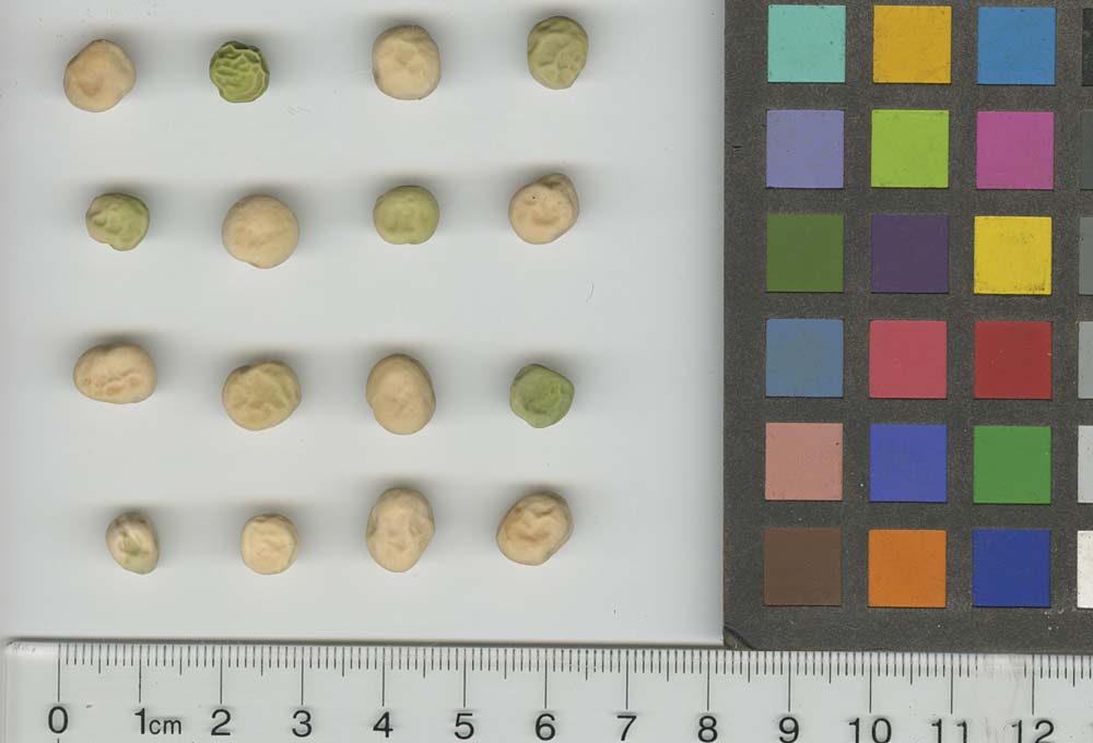 Click for 1 image(s) for this accession. SEED