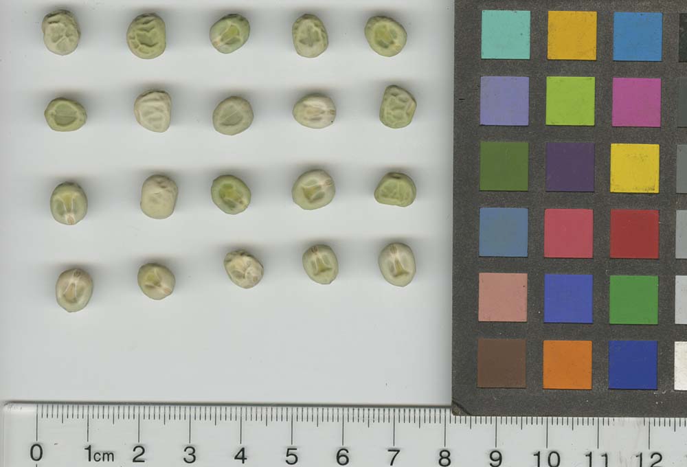 Click for 1 image(s) for this accession. SEED