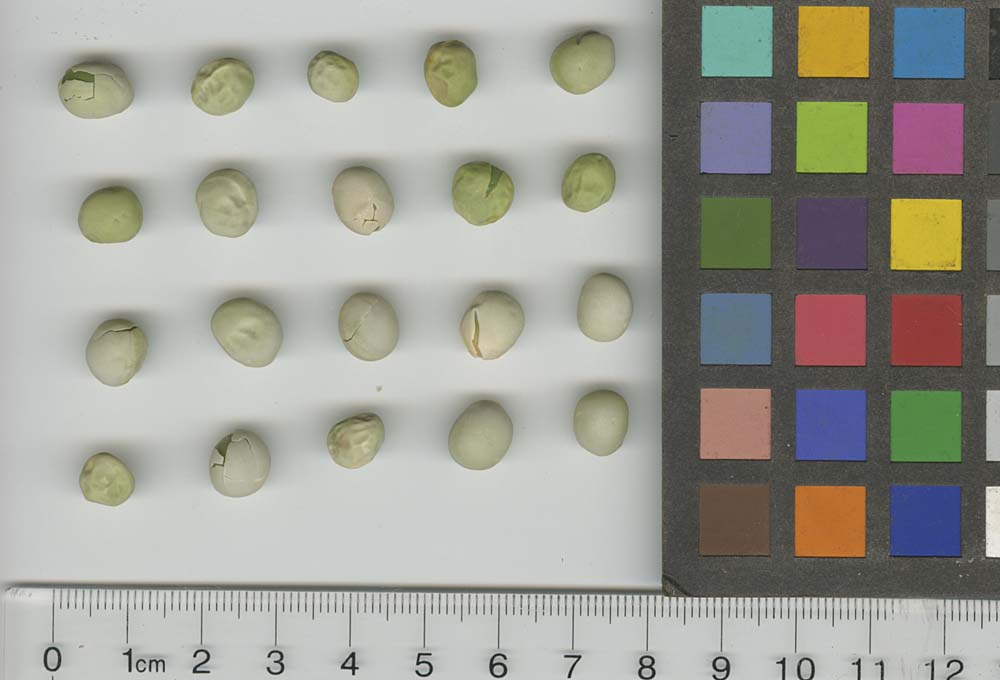 Click for 1 image(s) for this accession. SEED