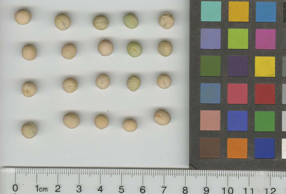 Click for 1 image(s) for this accession. SEED