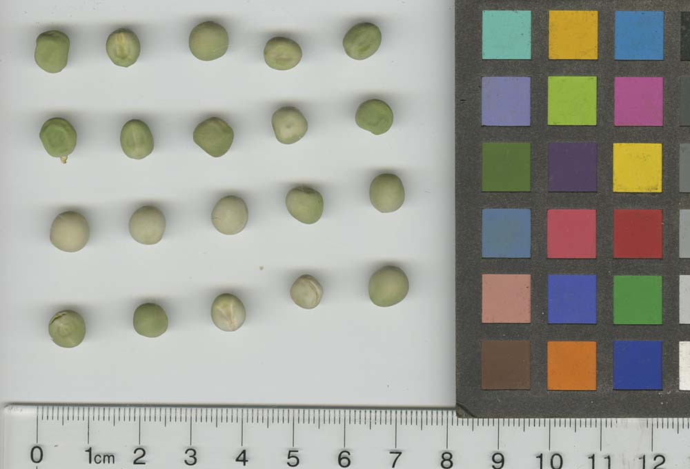 Click for 1 image(s) for this accession. SEED