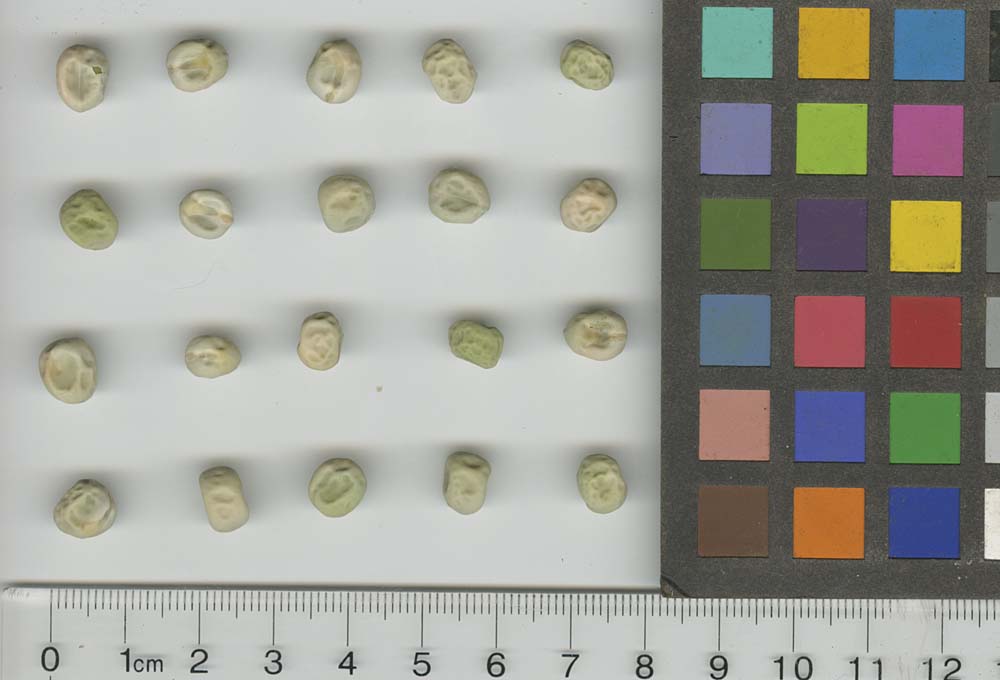 Click for 1 image(s) for this accession. SEED