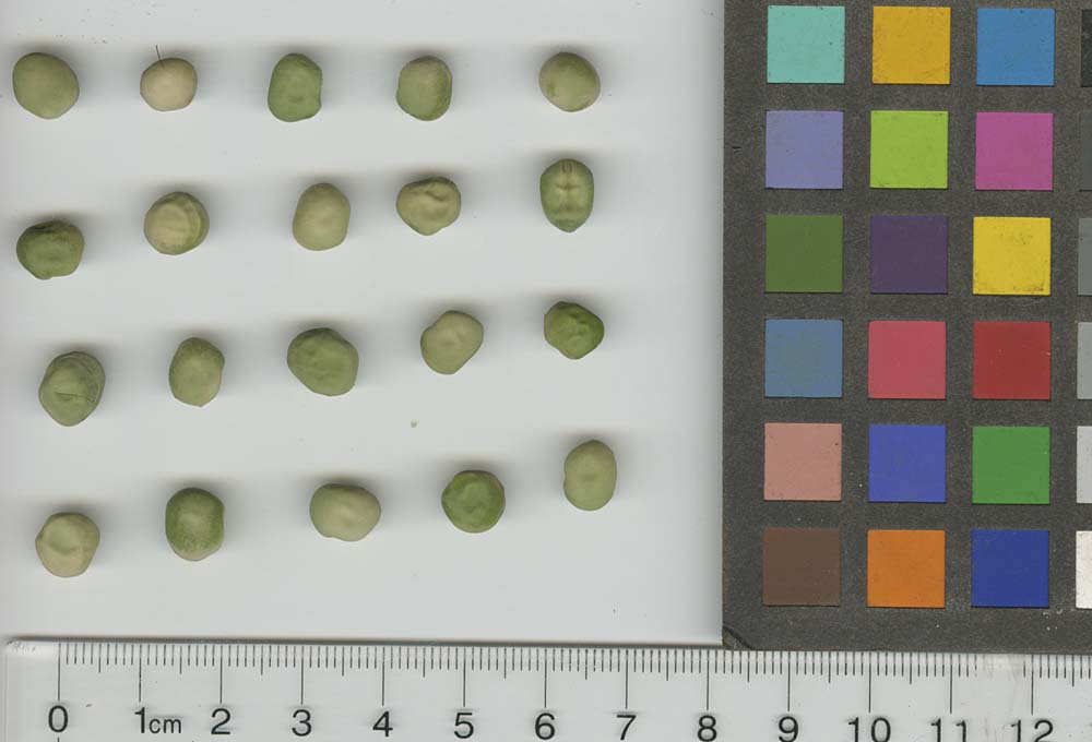Click for 1 image(s) for this accession. SEED