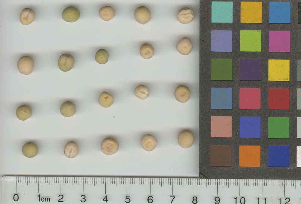 Click for 1 image(s) for this accession. SEED