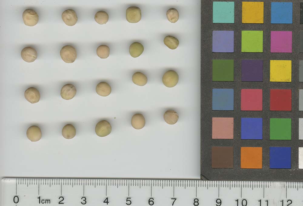 Click for 1 image(s) for this accession. SEED