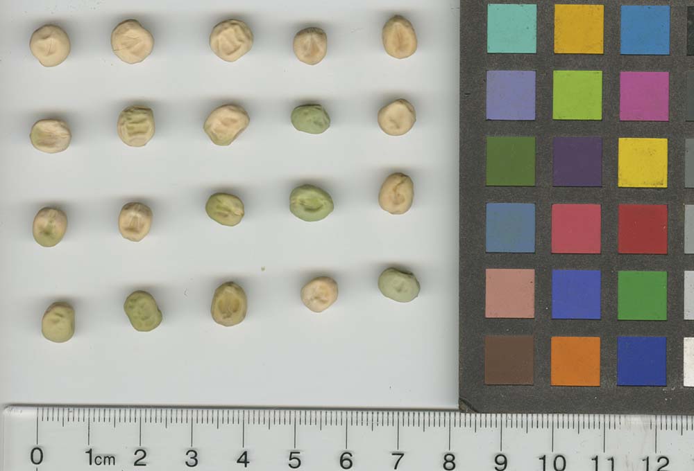 Click for 1 image(s) for this accession. SEED