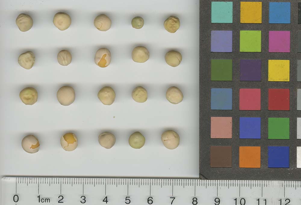 Click for 1 image(s) for this accession. SEED
