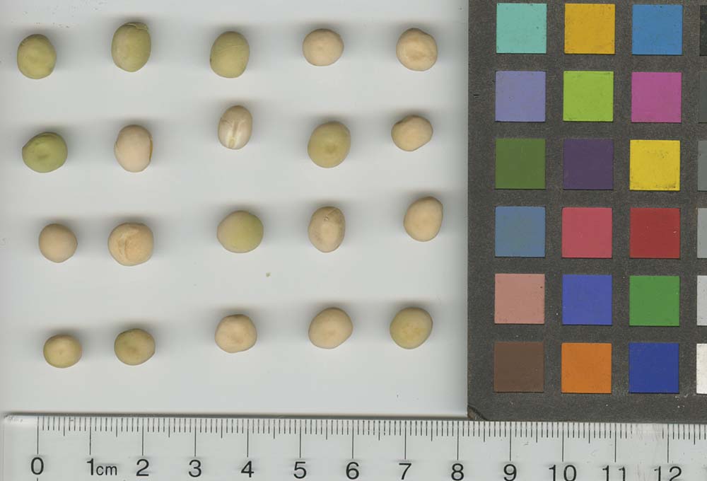 Click for 1 image(s) for this accession. SEED