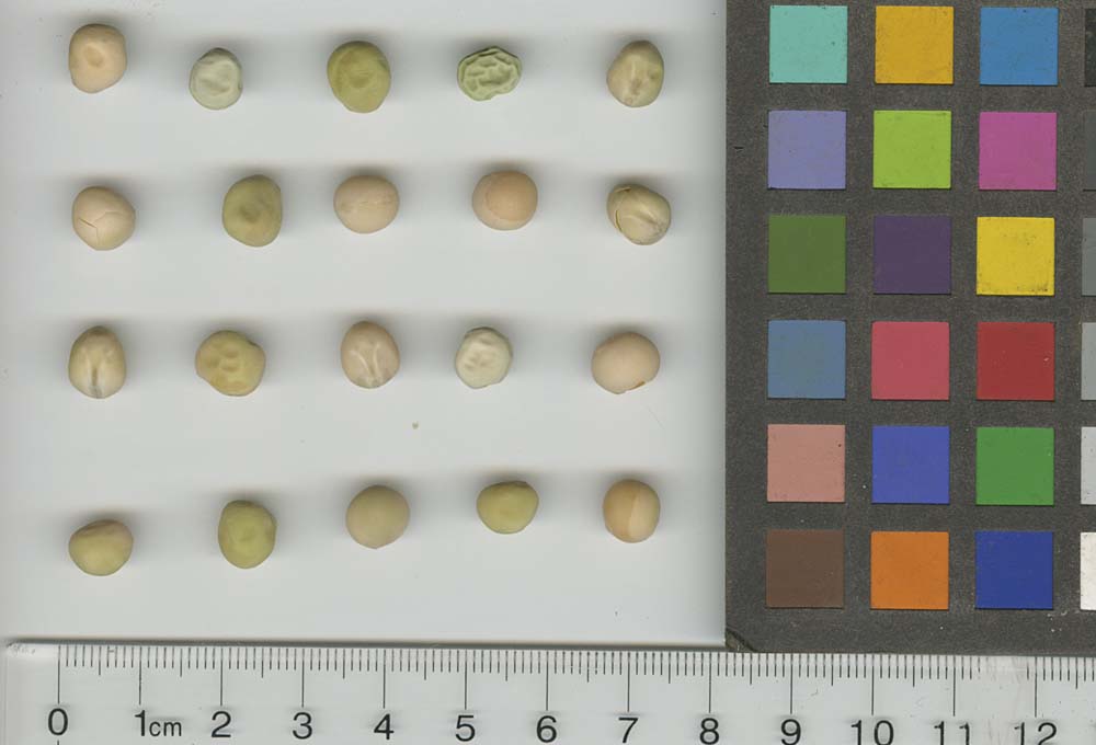 Click for 1 image(s) for this accession. SEED