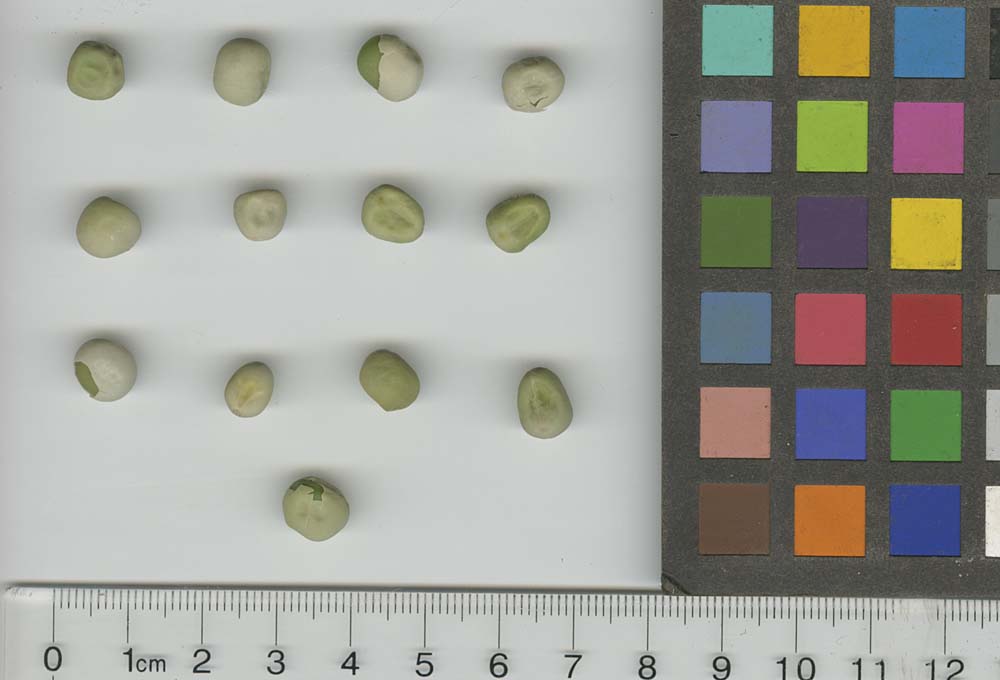 Click for 1 image(s) for this accession. SEED