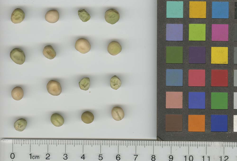 Click for 1 image(s) for this accession. SEED