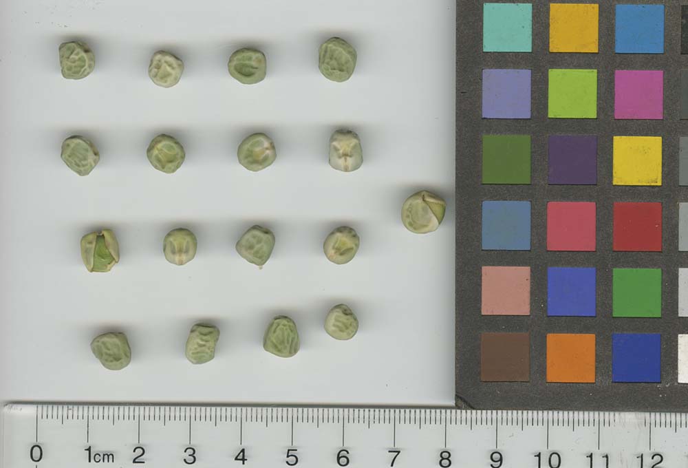 Click for 1 image(s) for this accession. SEED