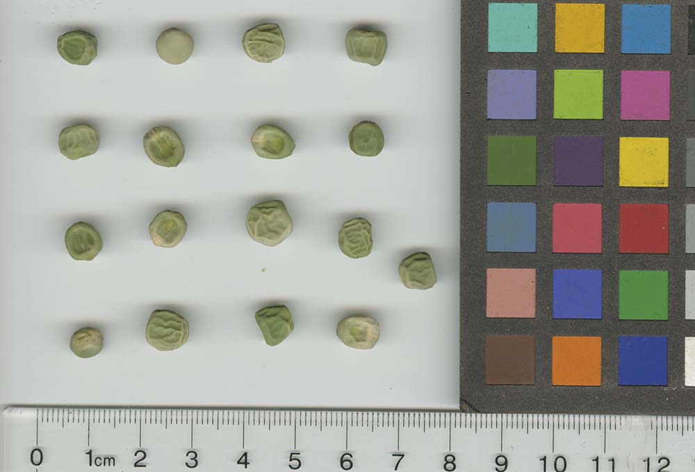 Click for 1 image(s) for this accession. SEED