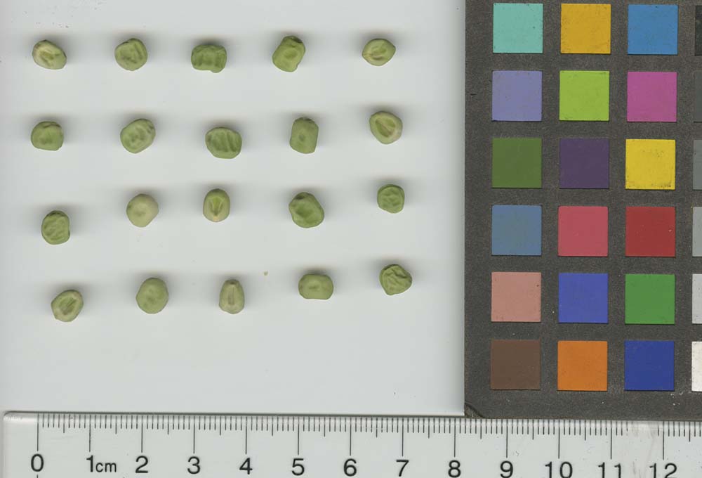 Click for 1 image(s) for this accession. SEED