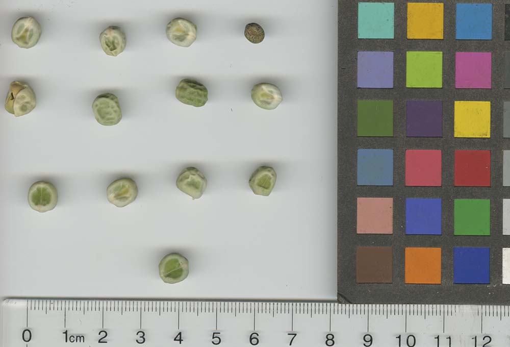 Click for 1 image(s) for this accession. SEED