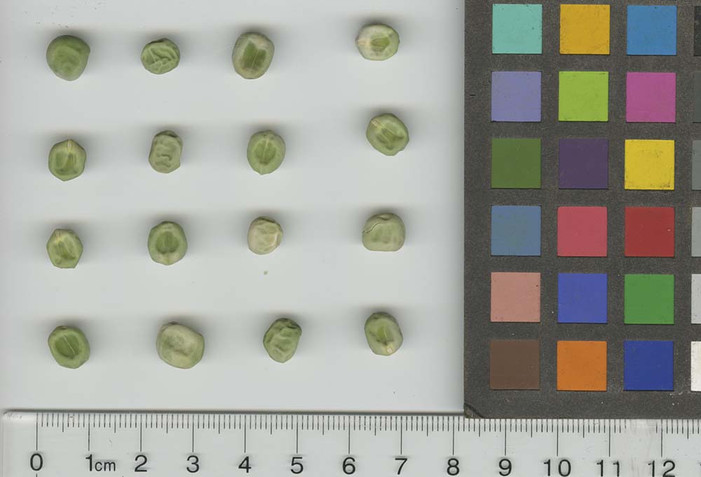 Click for 1 image(s) for this accession. SEED