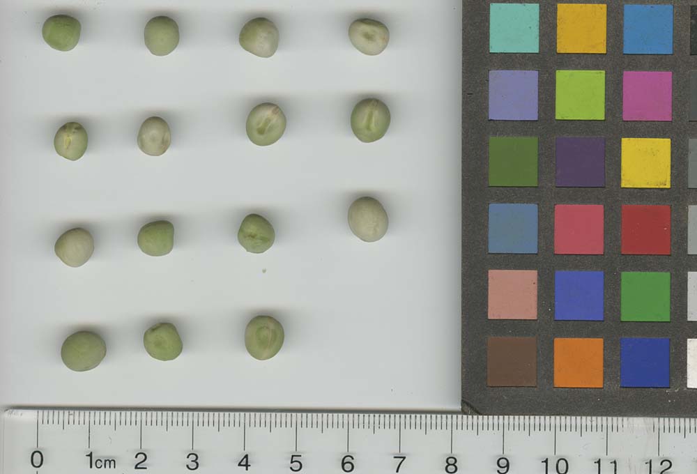Click for 1 image(s) for this accession. SEED