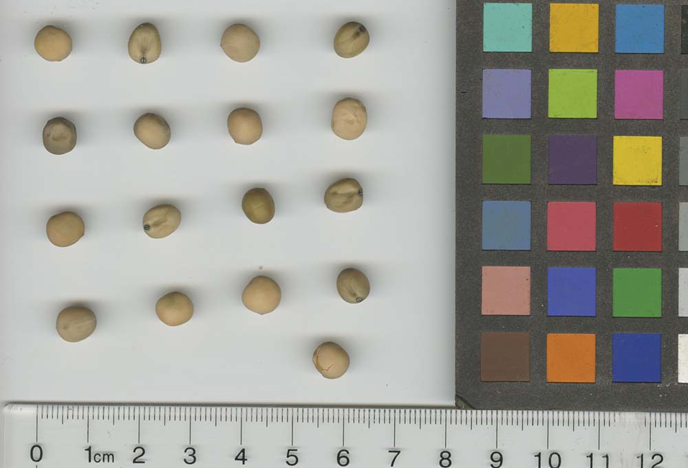 Click for 1 image(s) for this accession. SEED