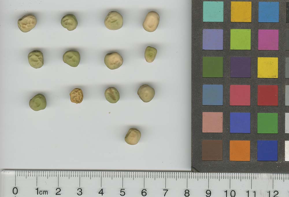 Click for 1 image(s) for this accession. SEED