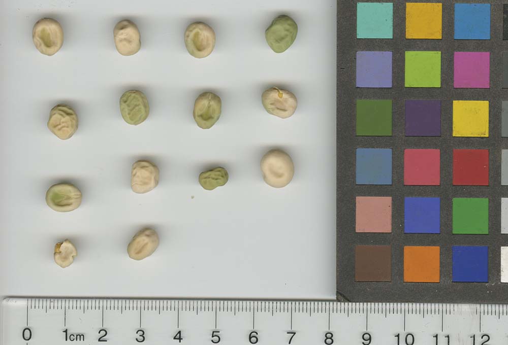 Click for 1 image(s) for this accession. SEED