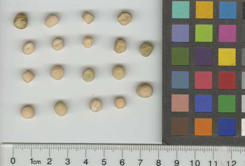 Click for 1 image(s) for this accession. SEED