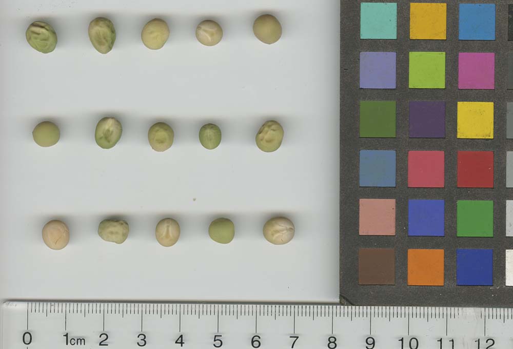 Click for 1 image(s) for this accession. SEED