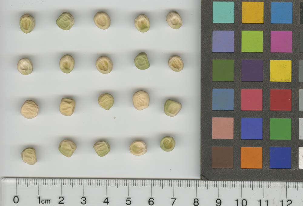 Click for 1 image(s) for this accession. SEED