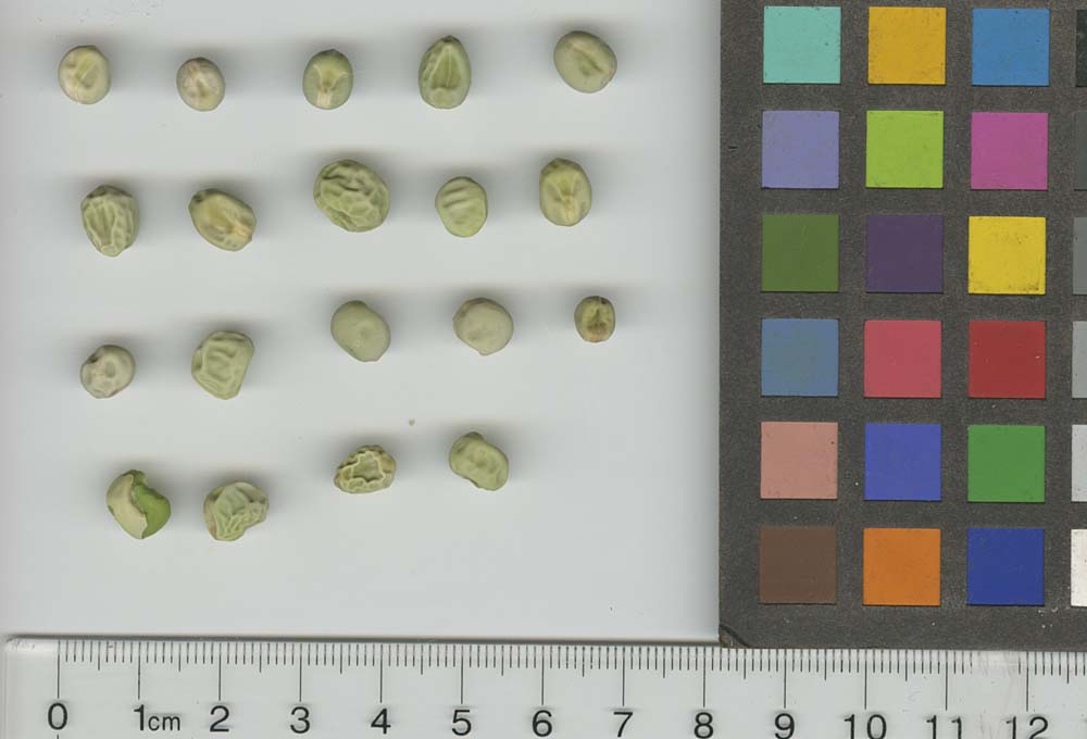 Click for 1 image(s) for this accession. SEED