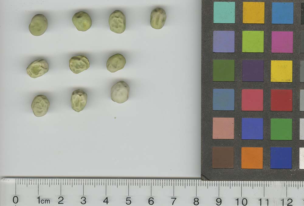 Click for 1 image(s) for this accession. SEED